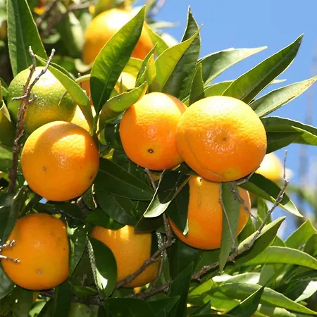 Dom wakacyjny Casa Dos Castanheiros *