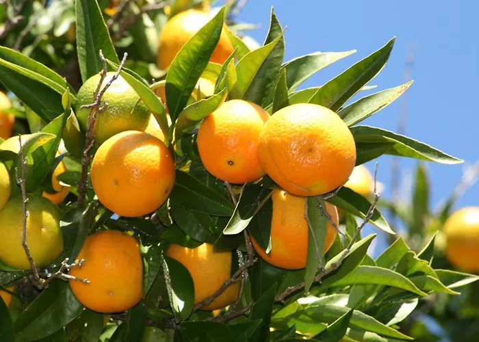Nyaraló Casa Dos Castanheiros *